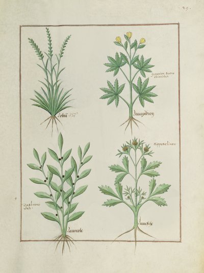 Top Row: Lolni and Geranium. Bottom Row: Daphnoides and Parsley, Illustration from The Book of Simple Medicines, by Matteaus Platearius (d.c.1161) c.1470 by Robinet Testard